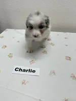 Charlie, a male Australian Shepherd for sale in Modesto, CA – Photo 2 of 6