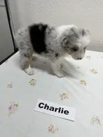 Charlie, a male Australian Shepherd for sale in Modesto, CA – Photo 3 of 6