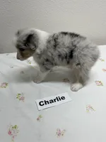 Charlie, a male Australian Shepherd for sale in Modesto, CA – Photo 1 of 6