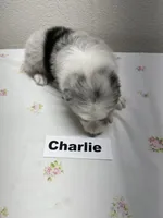 Charlie, a male Australian Shepherd for sale in Modesto, CA – Photo 6 of 6