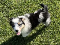 Albert, a male Australian Shepherd for sale in Modesto, CA – 3 of 9