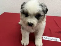 Cassie, a female Australian Shepherd for sale in Modesto, CA – Photo 9 of 10