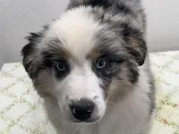 Cassie, a female Australian Shepherd for sale in Modesto, CA – Photo 2 of 10