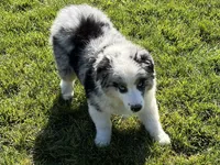 Cassie, a female Australian Shepherd for sale in Modesto, CA – Photo 1 of 10