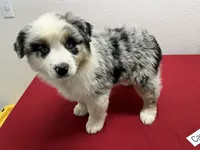 Cassie, a female Australian Shepherd for sale in Modesto, CA – Photo 6 of 10