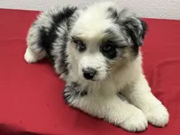 Cassie, a female Australian Shepherd for sale in Modesto, CA – Photo 5 of 10