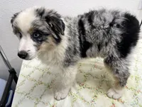 Cassie, a female Australian Shepherd for sale in Modesto, CA – Photo 4 of 10
