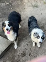 Cassie, a female Australian Shepherd for sale in Modesto, CA – Photo 10 of 10