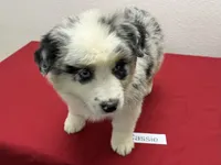 Cassie, a female Australian Shepherd for sale in Modesto, CA – Photo 7 of 10