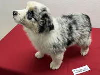 Cassie, a female Australian Shepherd for sale in Modesto, CA – Photo 8 of 10