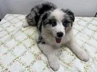 Cassie, a female Australian Shepherd for sale in Modesto, CA – Photo 3 of 10