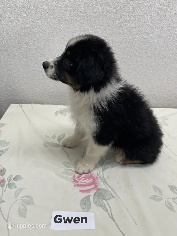 Gwen – Australian Shepherd puppy for sale in Modesto, CA