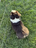 Ranger, a male Australian Shepherd for sale in Modesto, CA – 7 of 10