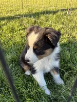 Casey, a female Australian Shepherd for sale in Modesto, CA – 9 of 10