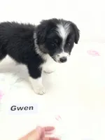 Gwen, a female Australian Shepherd for sale in Modesto, CA – 2 of 4