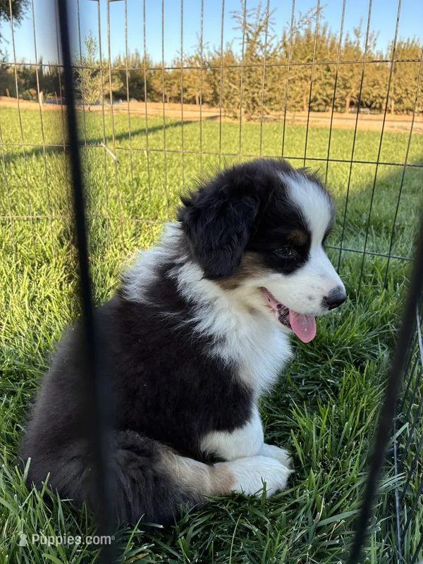 Ranger – Australian Shepherd puppy for sale in Modesto, CA