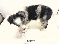Albert, a male Australian Shepherd for sale in Modesto, CA – 7 of 9
