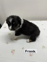 Frank, a male Australian Shepherd for sale in Modesto, CA – Photo 2 of 3