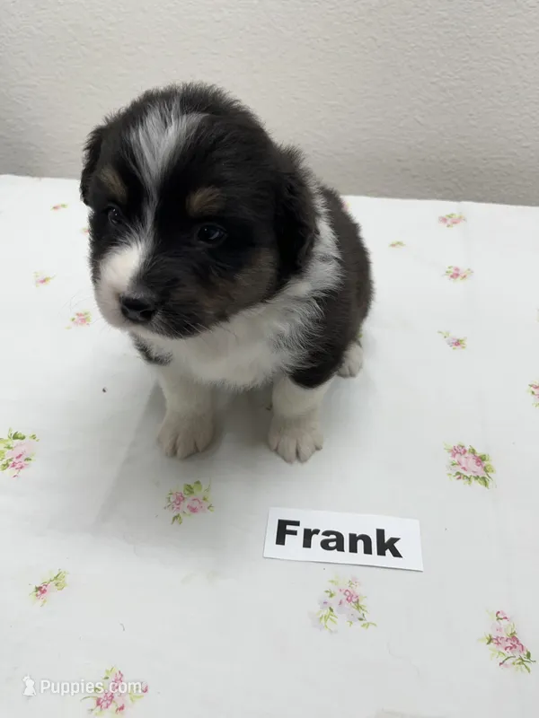 Frank – Australian Shepherd puppy for sale in Modesto, CA