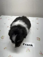 Frank, a male Australian Shepherd for sale in Modesto, CA – Photo 3 of 3