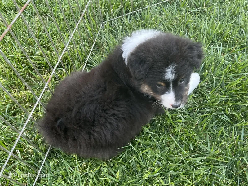 Frank – Australian Shepherd puppy for sale in Modesto, CA