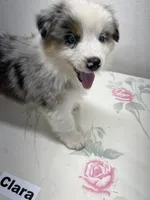 Clara, a female Australian Shepherd for sale in Modesto, CA – 4 of 7