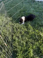 Jack, a male Australian Shepherd for sale in Modesto, CA – 5 of 7