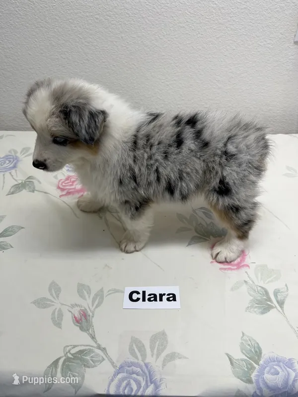 Clara – Australian Shepherd puppy for sale in Modesto, CA