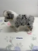 Clara, a female Australian Shepherd for sale in Modesto, CA – 1 of 7