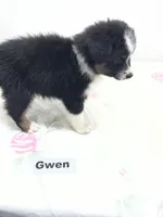 Gwen, a female Australian Shepherd for sale in Modesto, CA – 3 of 4