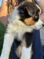 Casey, a female Australian Shepherd for sale in Modesto, CA – 4 of 10