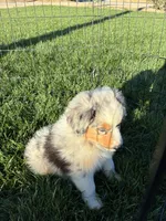 Stripes, a male Australian Shepherd for sale in Modesto, CA – 5 of 10