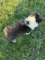 Casey, a female Australian Shepherd for sale in Modesto, CA – 7 of 10