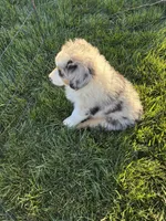 Stripes, a male Australian Shepherd for sale in Modesto, CA – 10 of 10