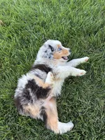 Stripes, a male Australian Shepherd for sale in Modesto, CA – 3 of 10