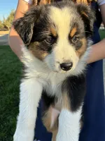 Casey, a female Australian Shepherd for sale in Modesto, CA – 1 of 10
