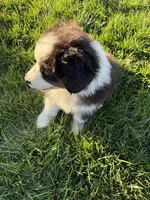 Ranger, a male Australian Shepherd for sale in Modesto, CA – 5 of 10