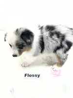 Flossy, a female Australian Shepherd for sale in Modesto, CA – 3 of 4