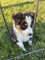 Casey, a female Australian Shepherd for sale in Modesto, CA – 8 of 10