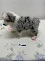 Clara, a female Australian Shepherd for sale in Modesto, CA – 2 of 7
