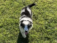 Albert, a male Australian Shepherd for sale in Modesto, CA – 4 of 9