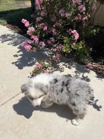Clara, a female Australian Shepherd for sale in Modesto, CA – 7 of 7