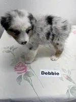 Debbie, a female Australian Shepherd for sale in Modesto, CA – 4 of 5