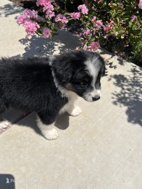 Gwen – Australian Shepherd puppy for sale in Modesto, CA