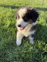 Ranger, a male Australian Shepherd for sale in Modesto, CA – 6 of 10