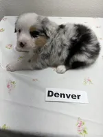 Denver, a male Australian Shepherd for sale in Modesto, CA – Photo 2 of 2