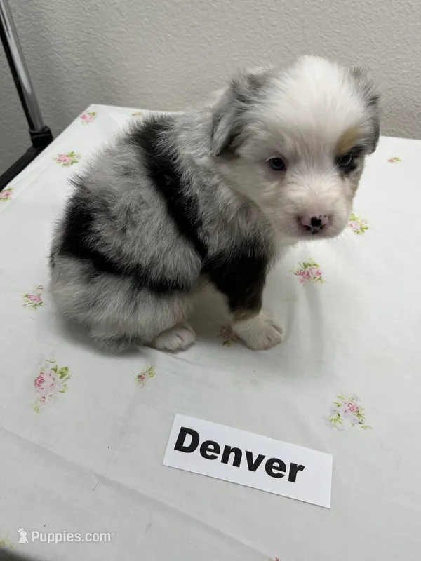 Denver – Australian Shepherd puppy for sale in Modesto, CA