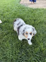 Stripes, a male Australian Shepherd for sale in Modesto, CA – 9 of 10