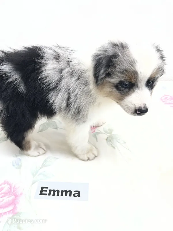 Emma – Australian Shepherd puppy for sale in Modesto, CA
