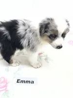 Emma, a female Australian Shepherd for sale in Modesto, CA – 3 of 4